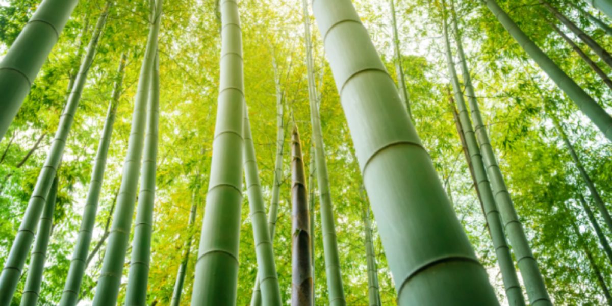 Bamboo